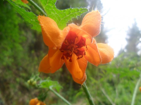 Una flor especial crecida en la casa de Raquel, Rapa Nui